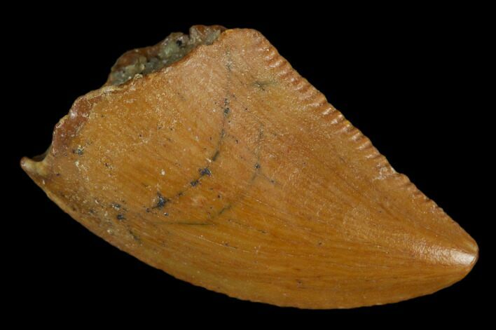 Serrated, Raptor Tooth - Real Dinosaur Tooth #127173